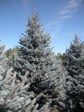 Colorado Spruce